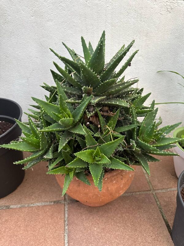 Aloe de roca