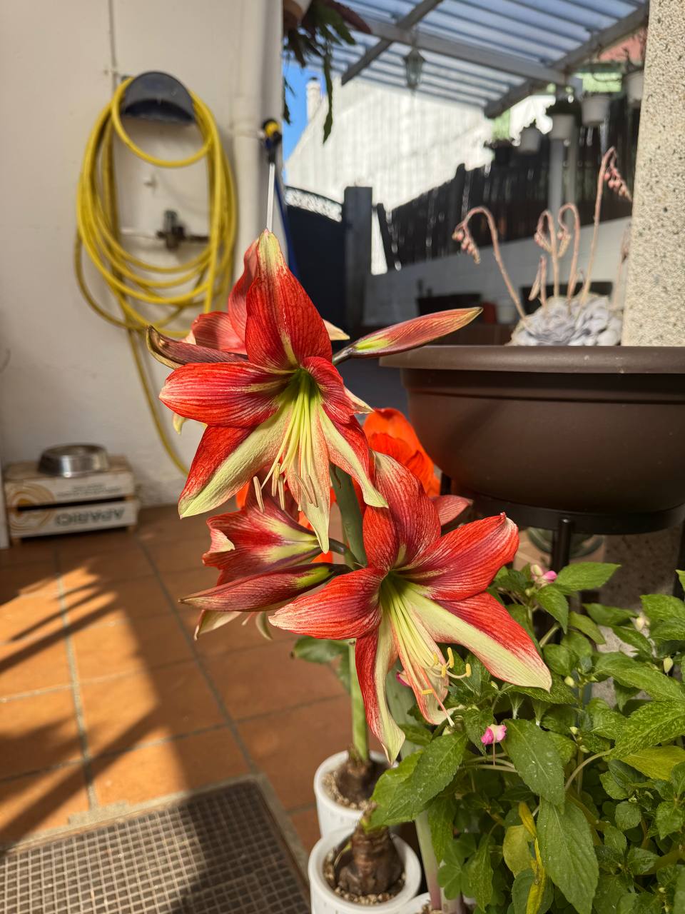Amarilis bicolor rojo con bordes crema