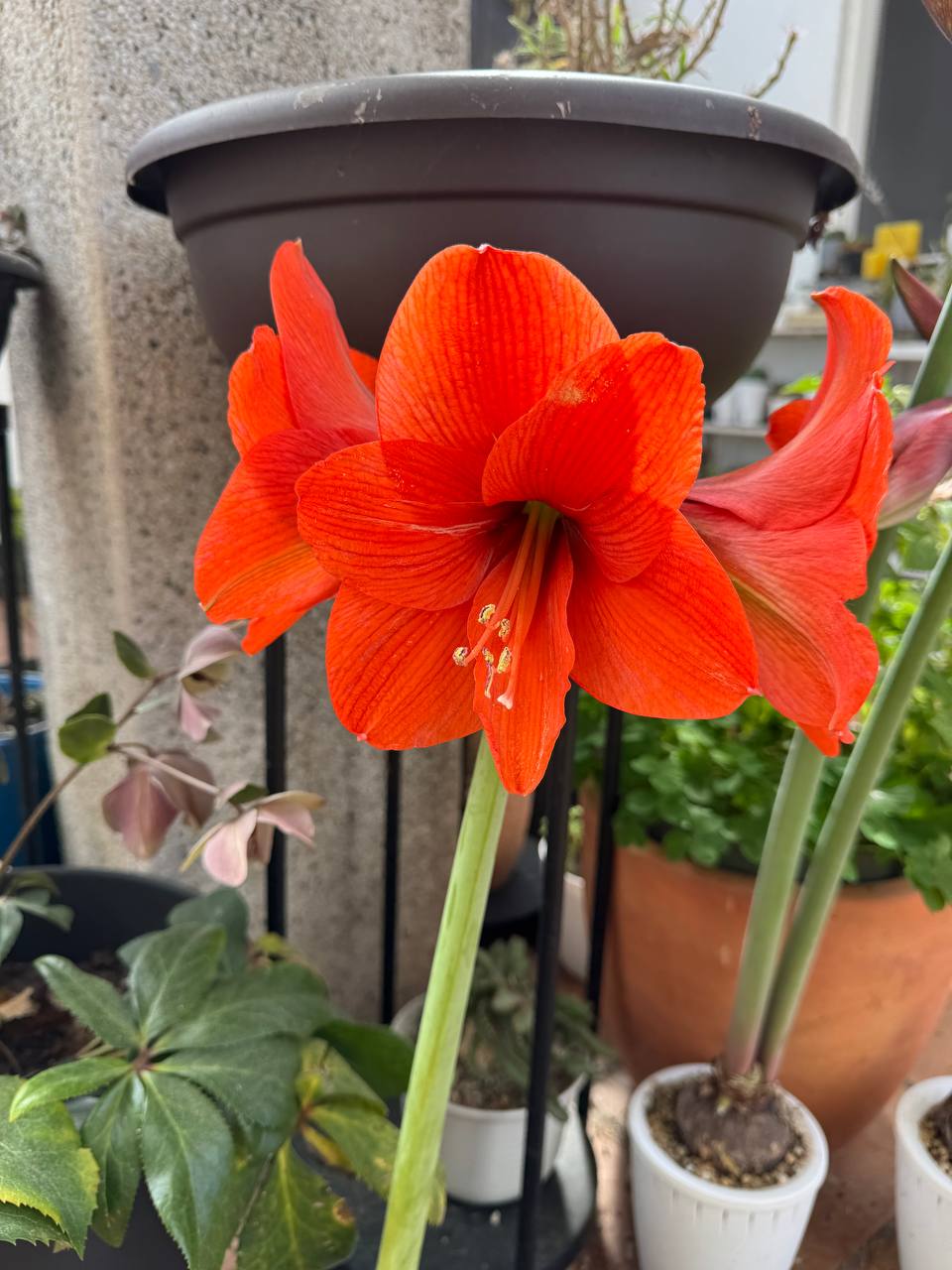 Amarilis roja