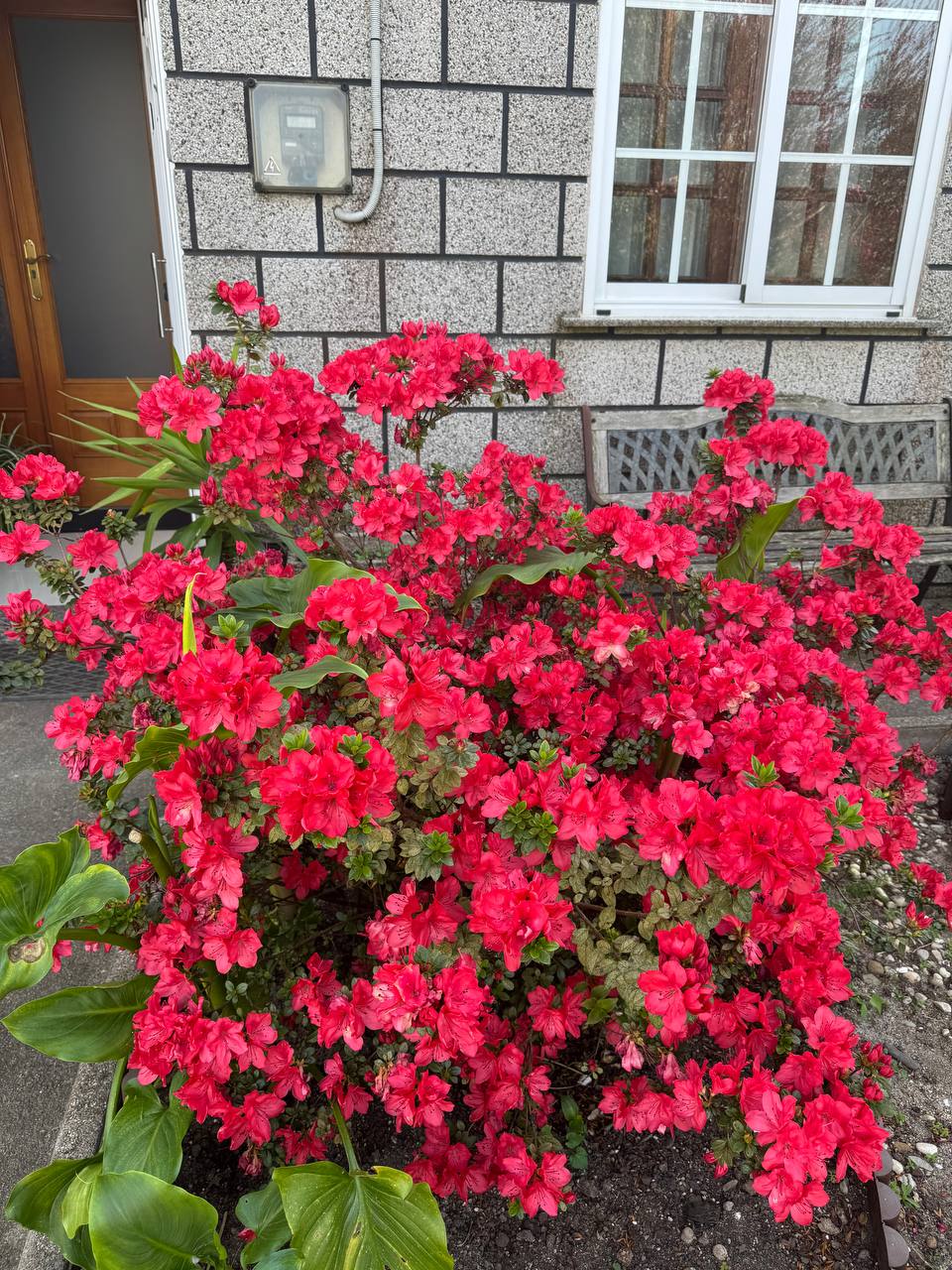 Azalea roja