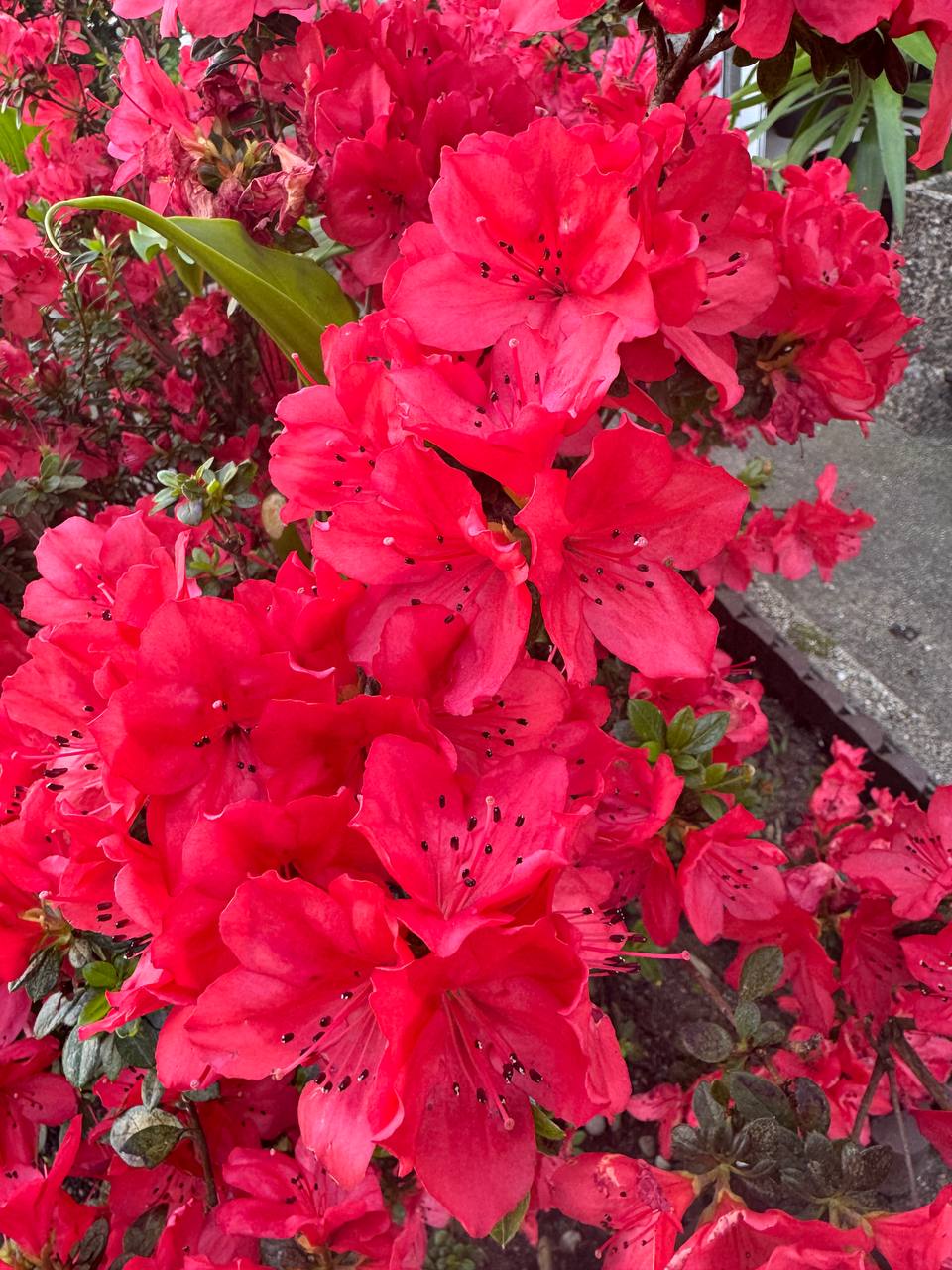 Azalea roja detalle