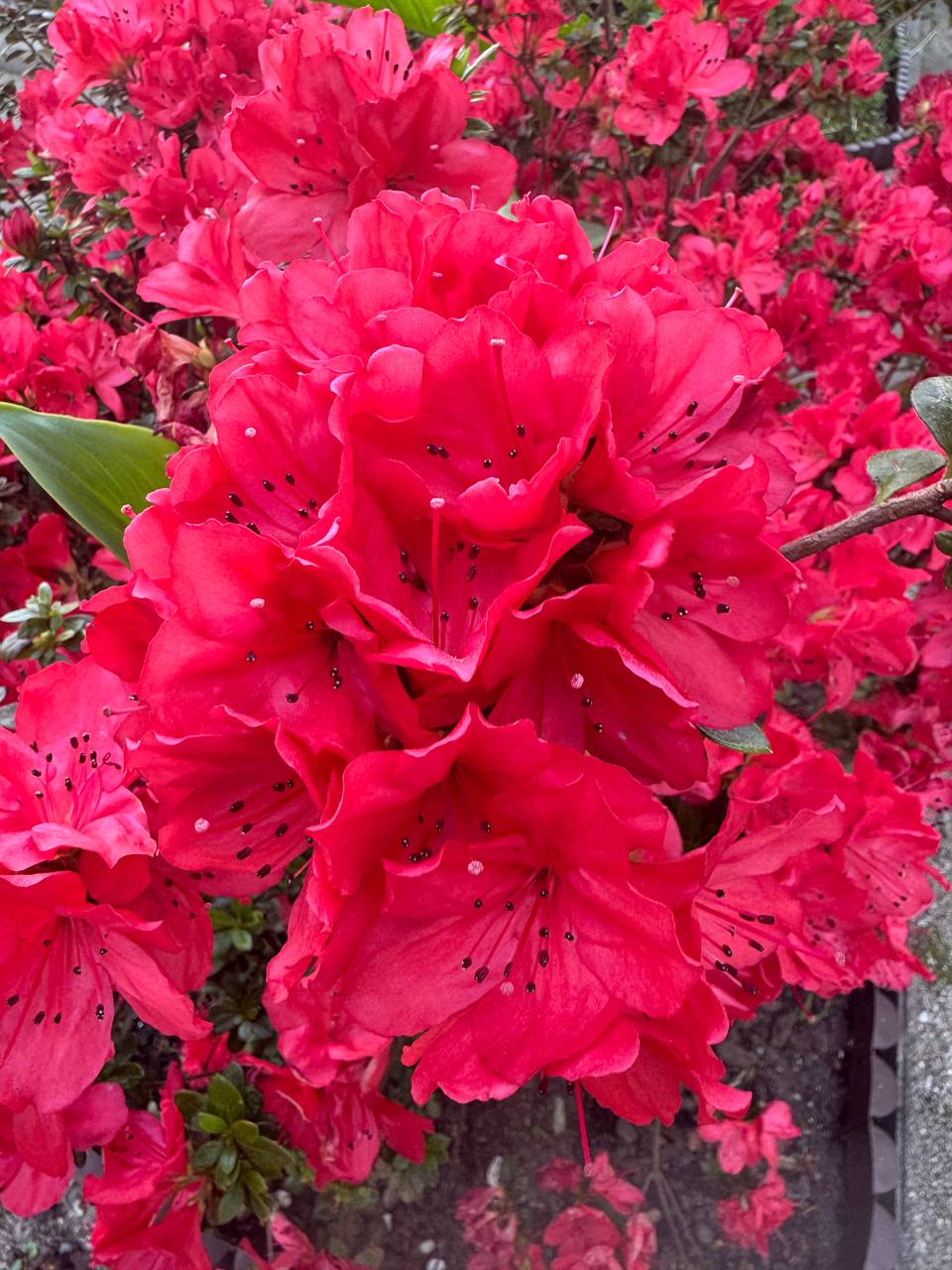 Azalea roja conjunto