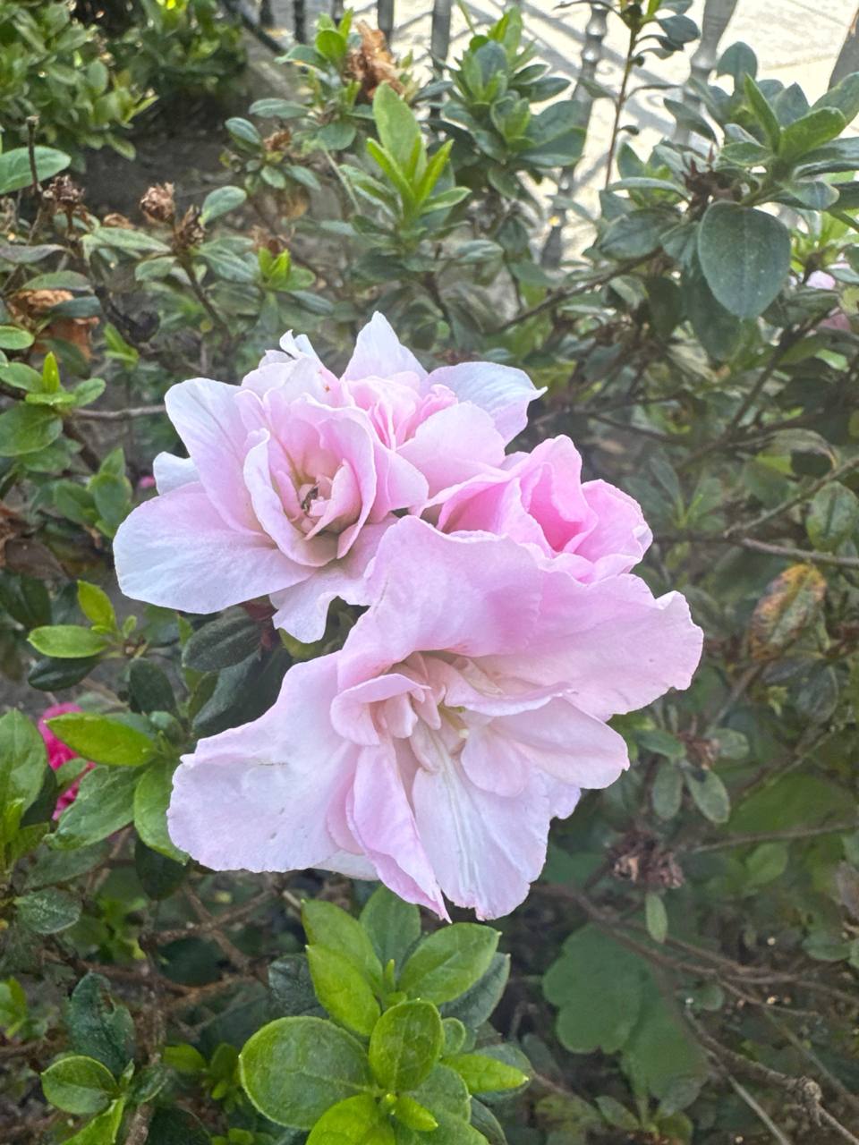 Azalea rosa pálido