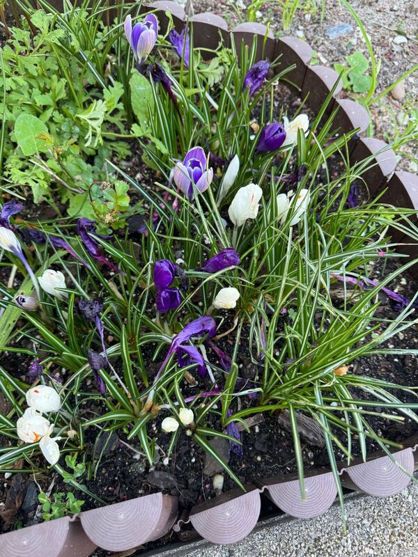Crocus púrpura y blanco
