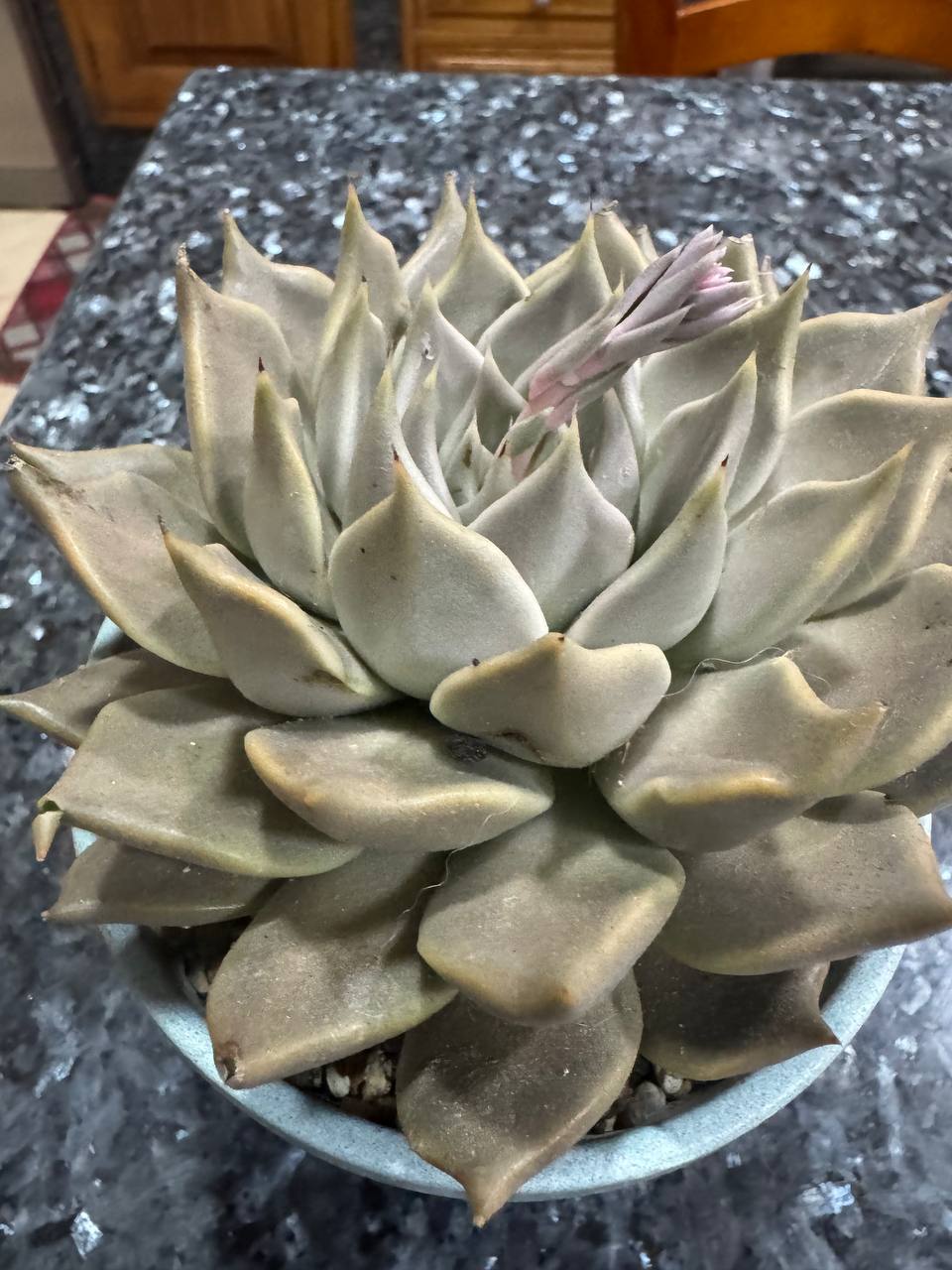 Echeveria Tobarensis