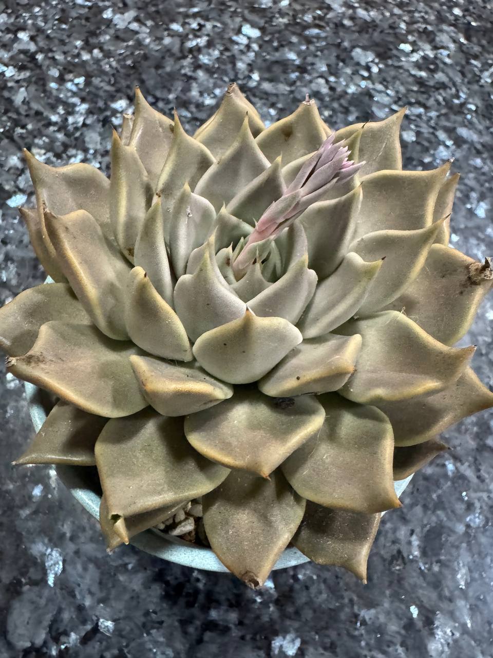 Echeveria Tobarensis detalle