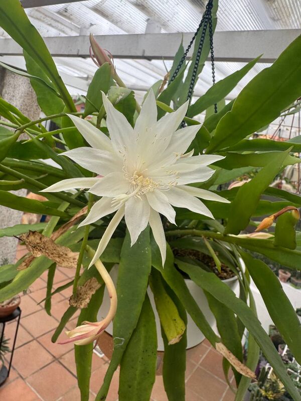 Epiphyllum