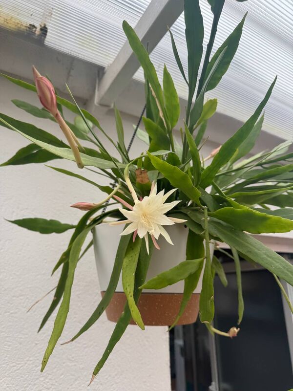 Epiphyllum pumilum flor