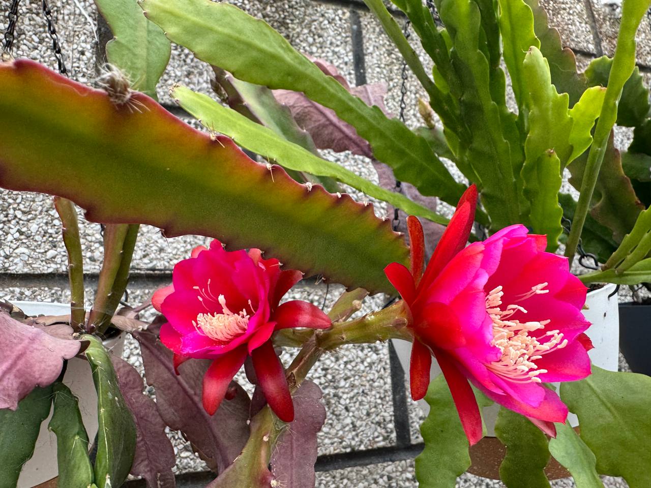 Epiphyllum híbridos