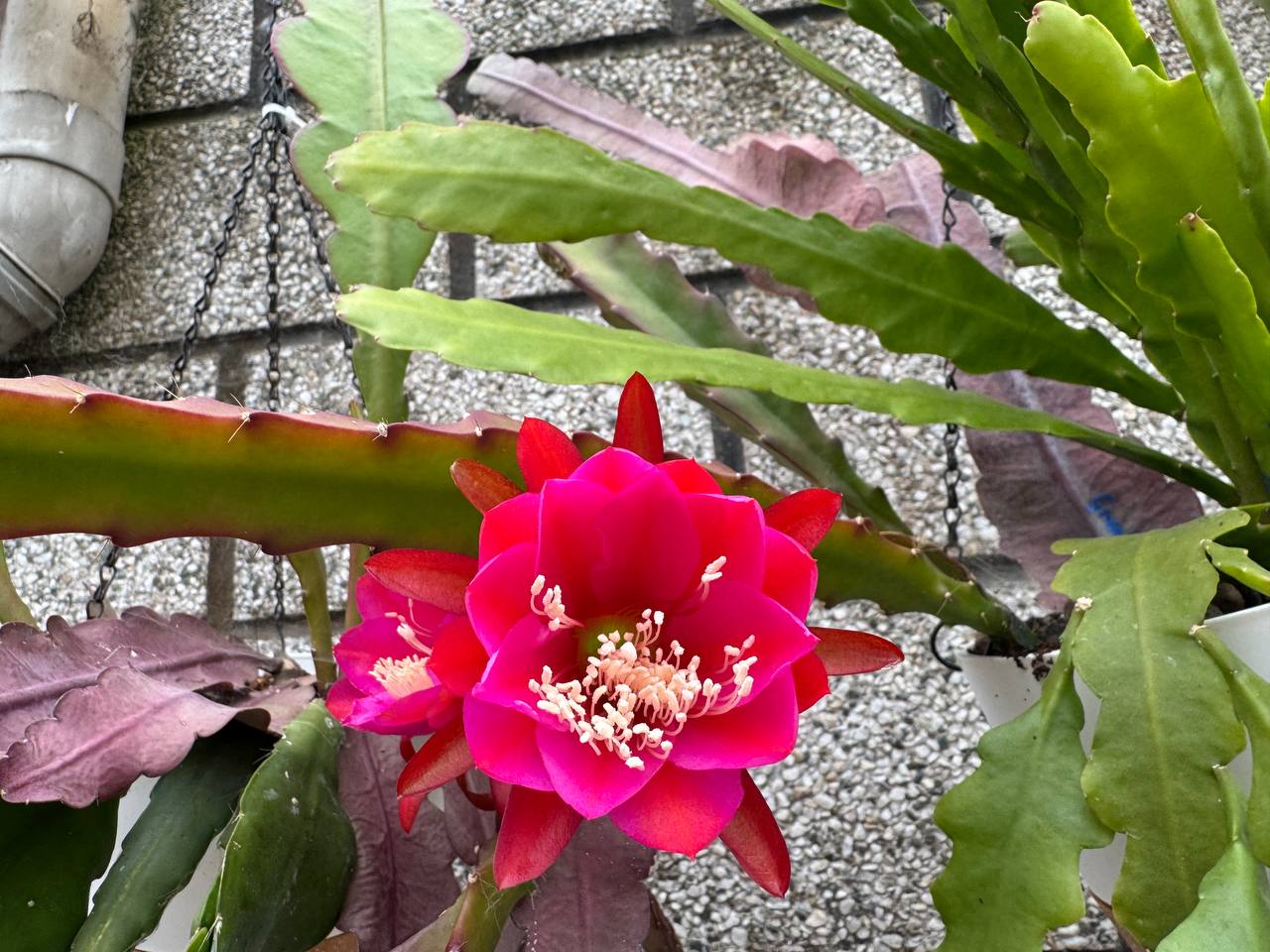 Híbrido magenta-fucsia semidoble, detalle de flor