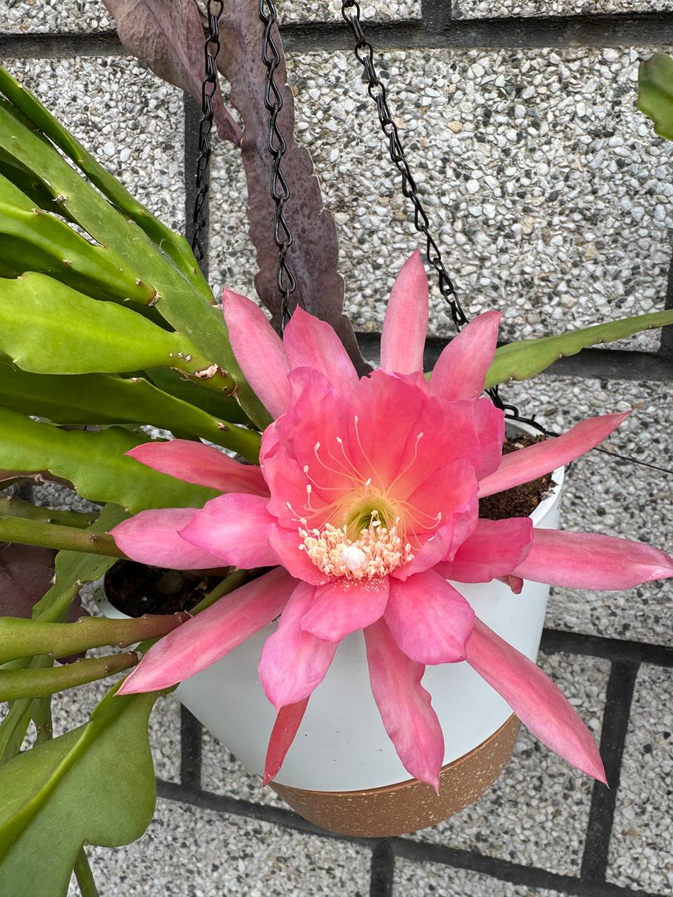 Epiphyllum 'Río Samba' en flor
