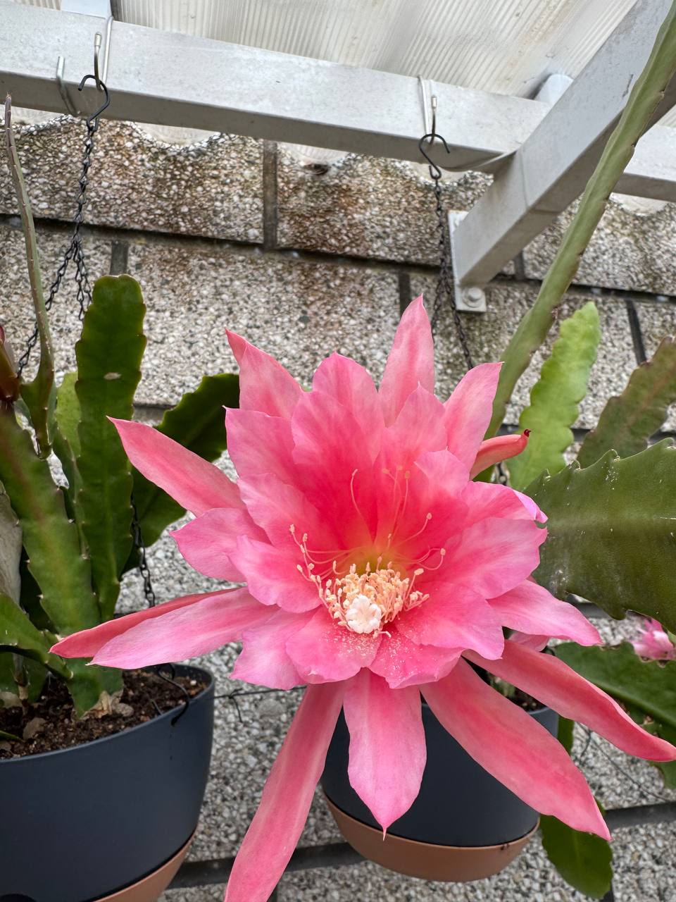 Epiphyllum 'Río Samba', detalle de flor