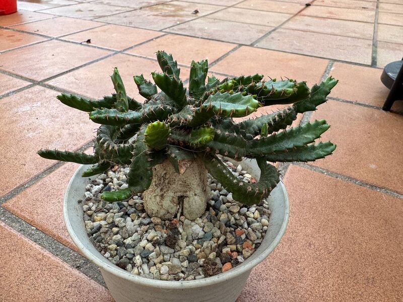 Euphorbia stellata