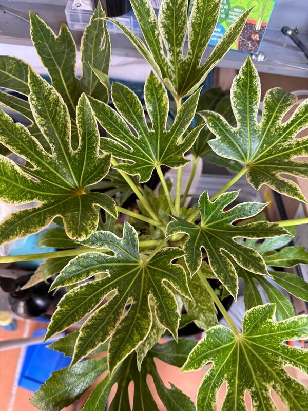Fatsia