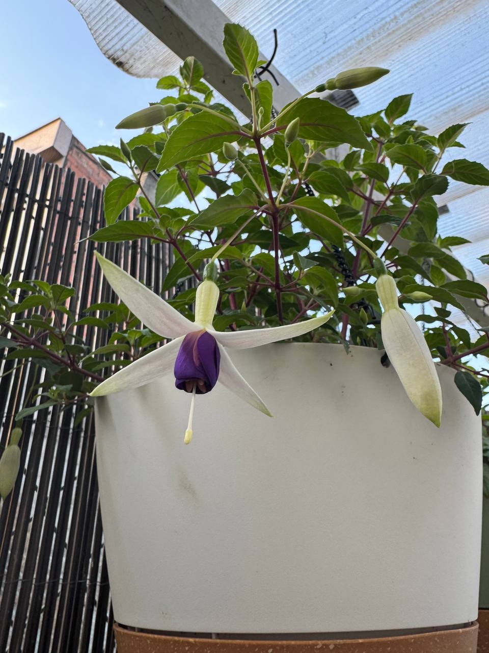 Fuchsia Sarah