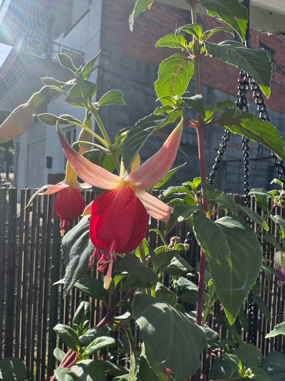 Fuchsia 'Swingtime' en flor