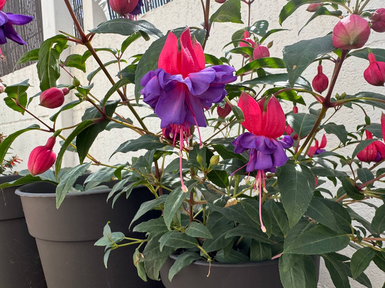 Fuchsia Voodoo