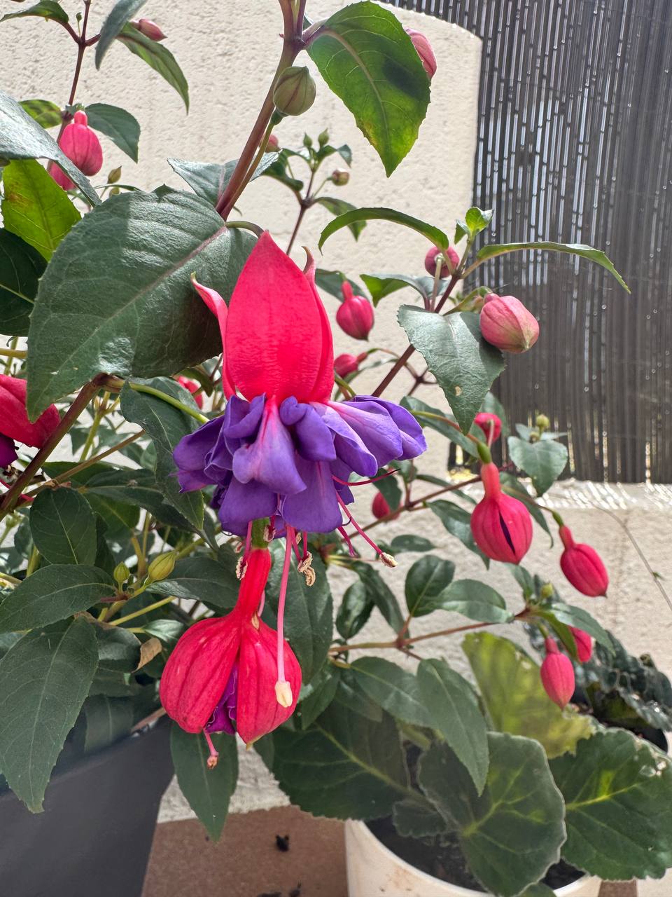 Fuchsia Voodoo detalle