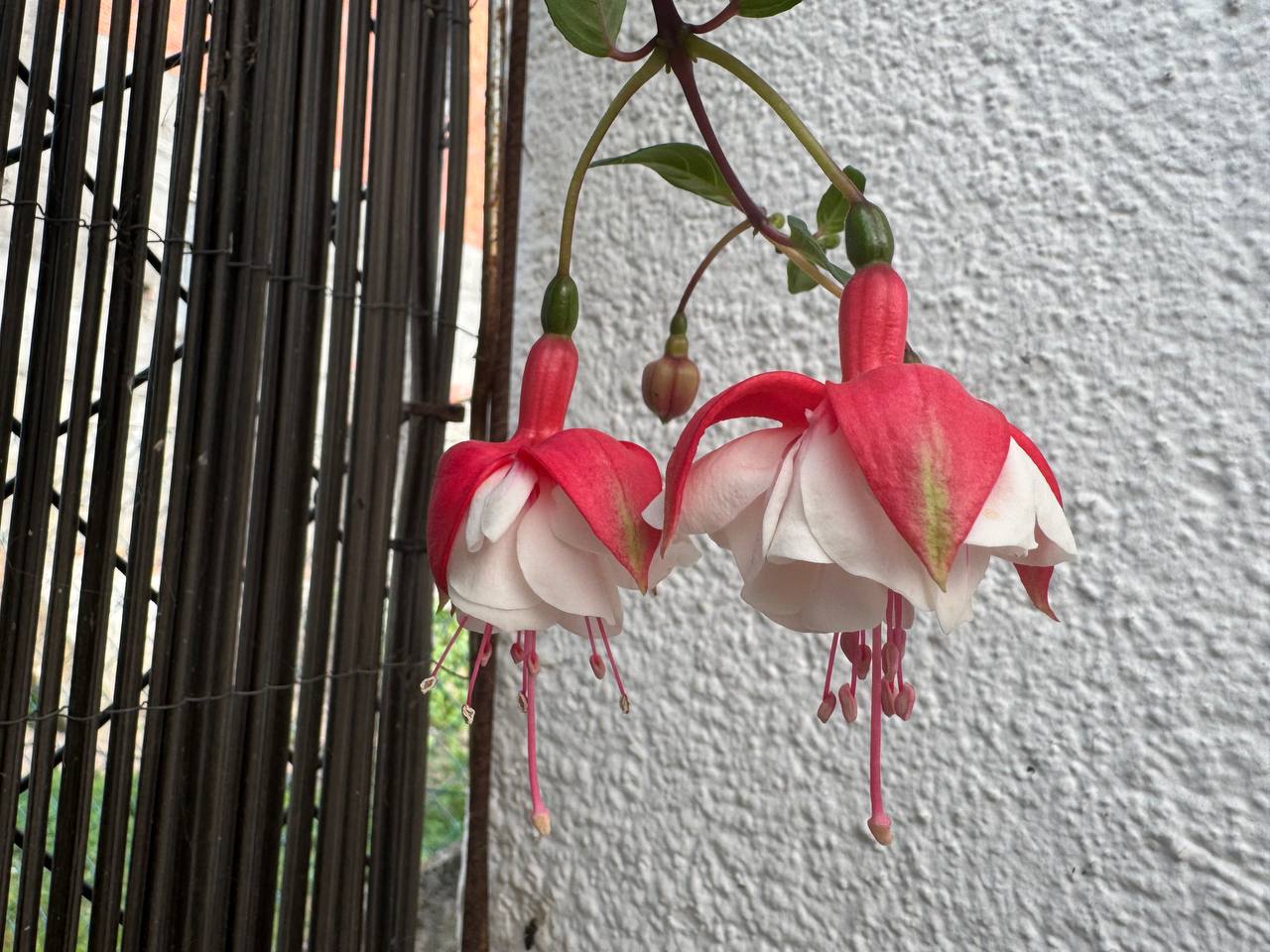 Fuchsia 'Water Nymph' en flor