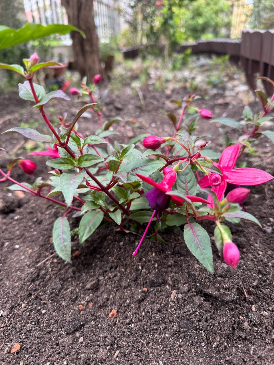 Fucsia magenta