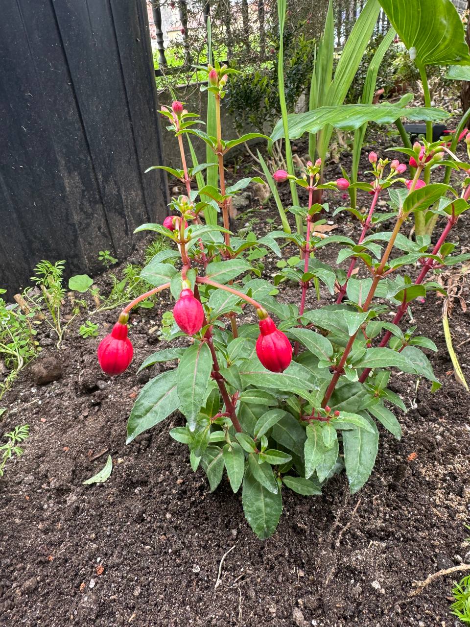 Fucsia roja