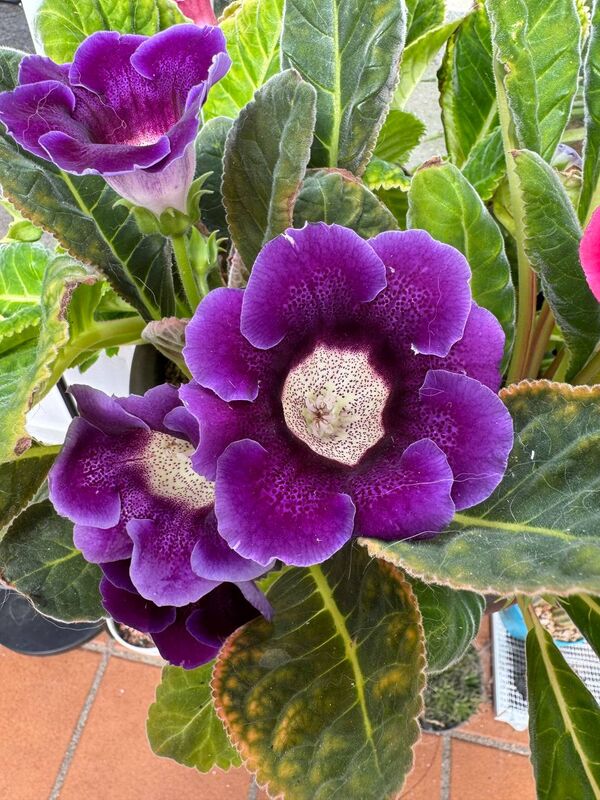 Gloxinia