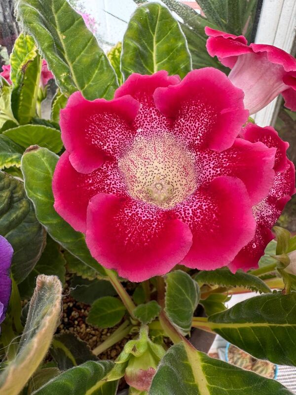Gloxinia flores