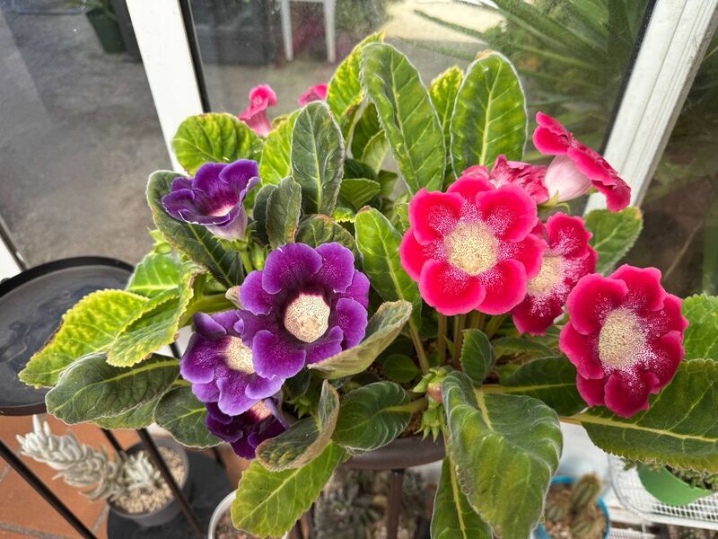 Gloxinia