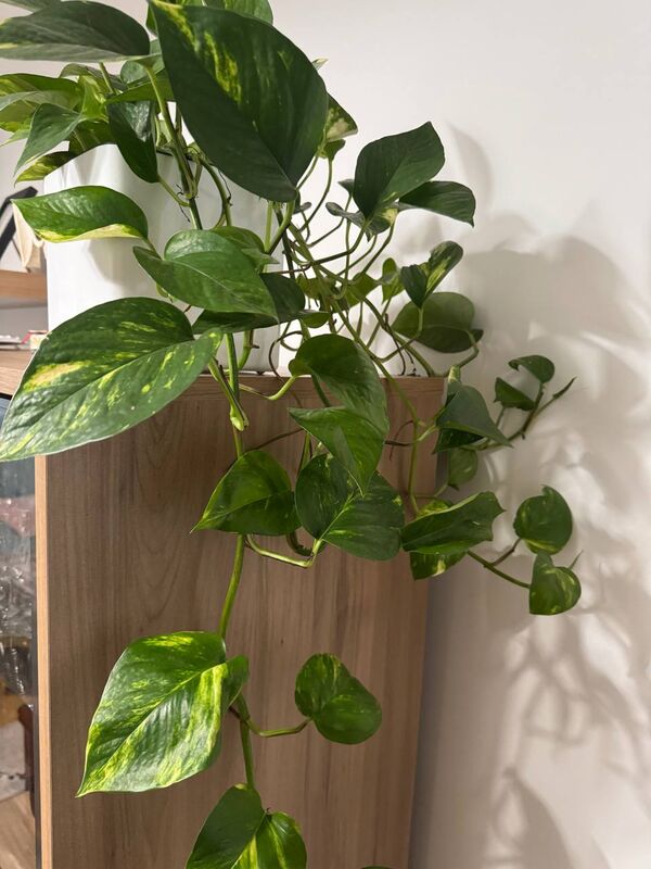 Golden Pothos