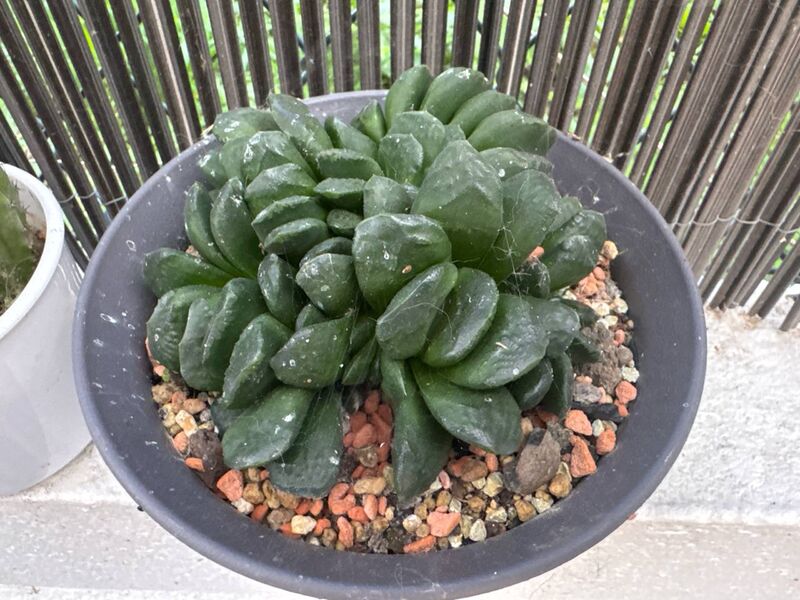 Haworthia truncata