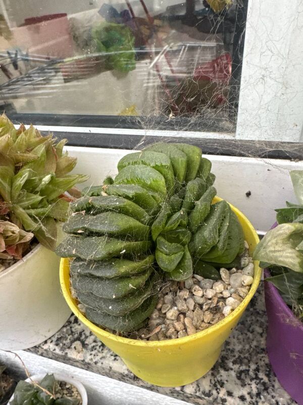 Haworthia truncata Lime Green
