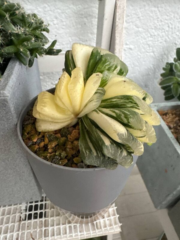 Haworthia truncata variegada