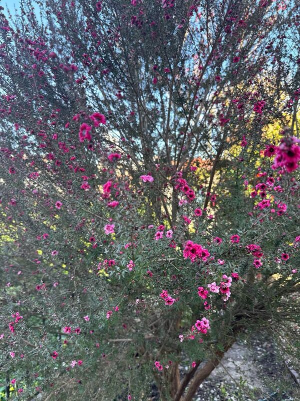 Leptospermum