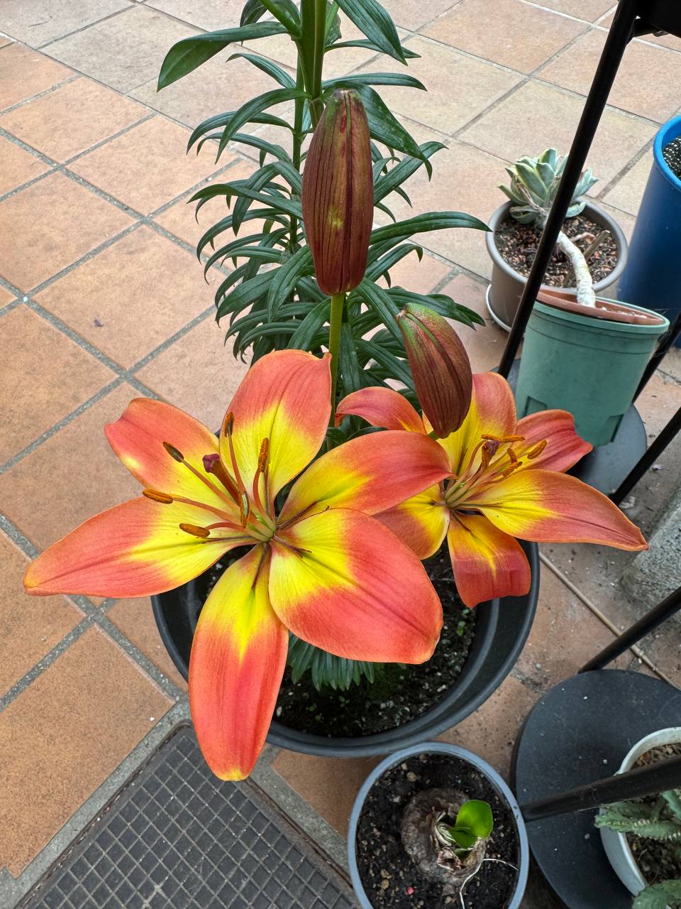 Lilium Costa del Sol