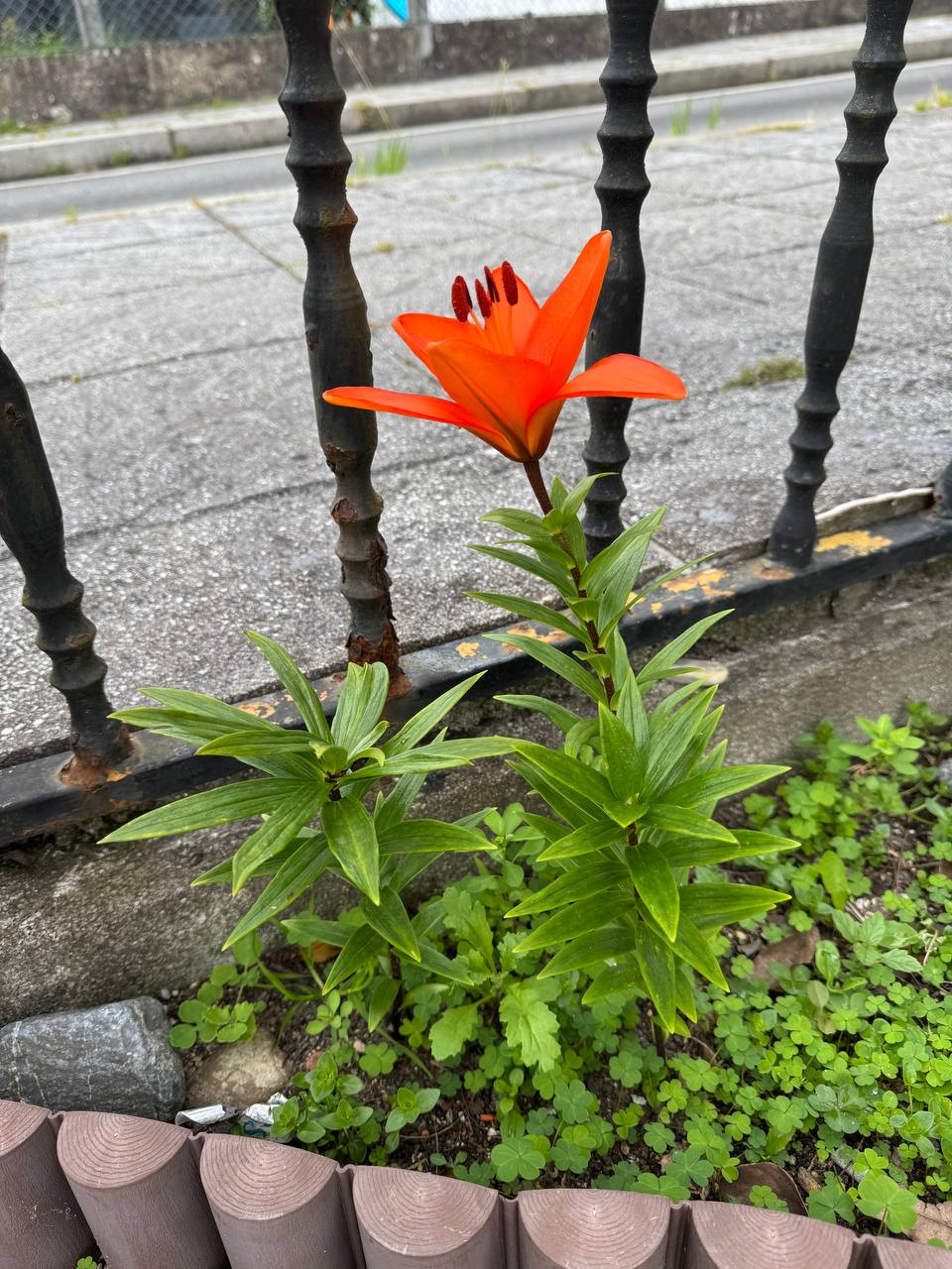 Lilium Orange Pixie