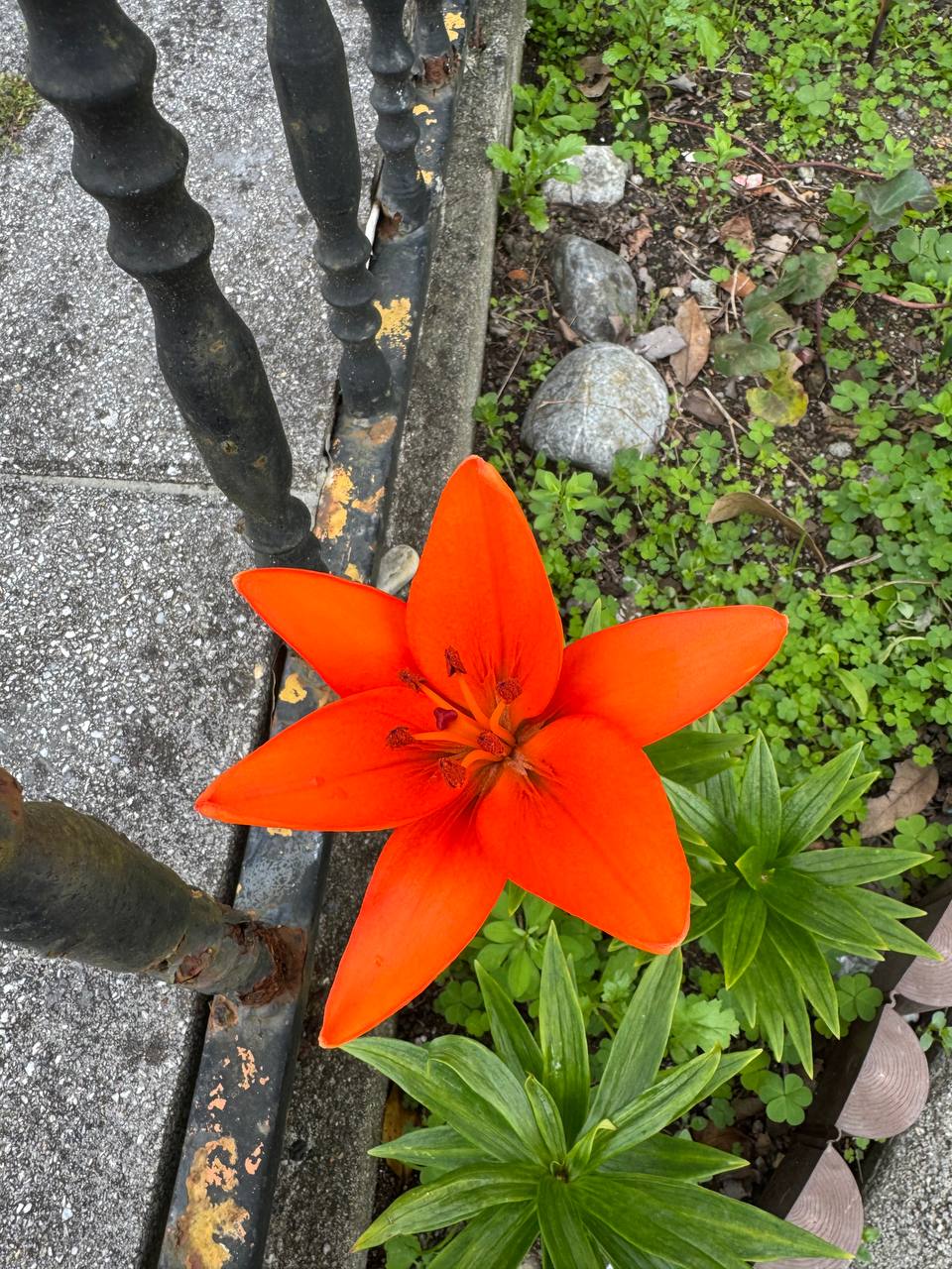 Lilium Orange Pixie detalle