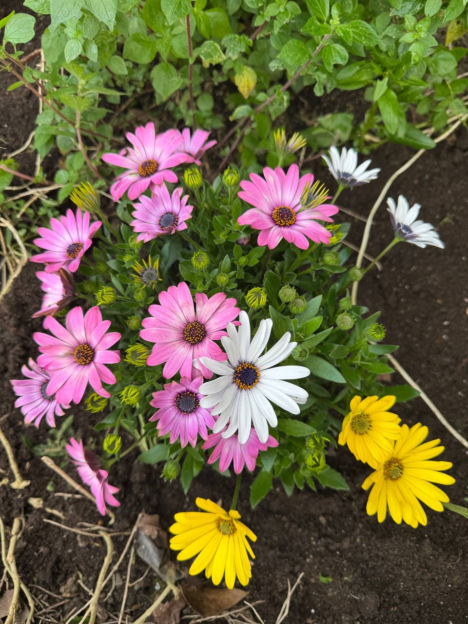 Margarita Africana