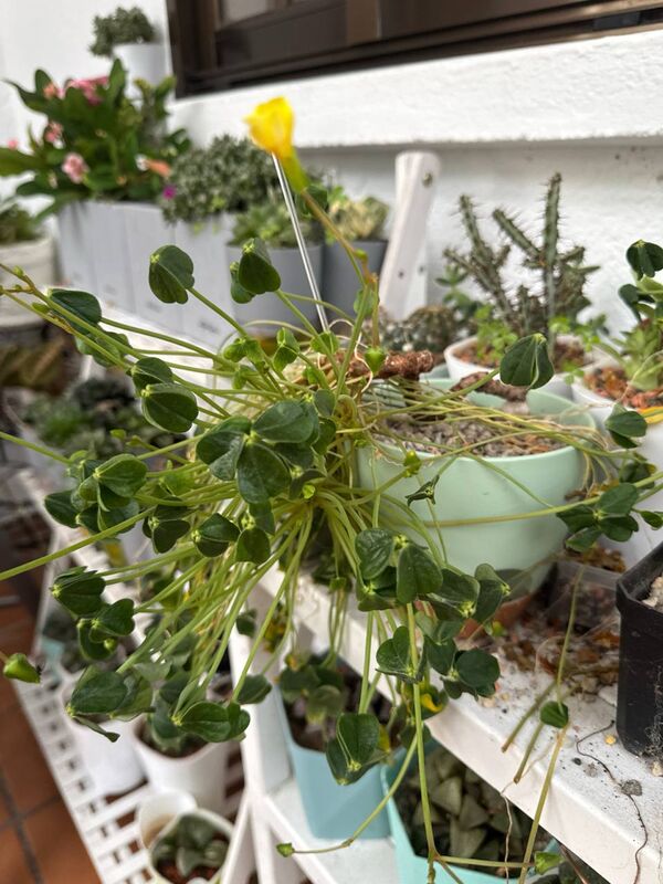 Oxalis carnosa