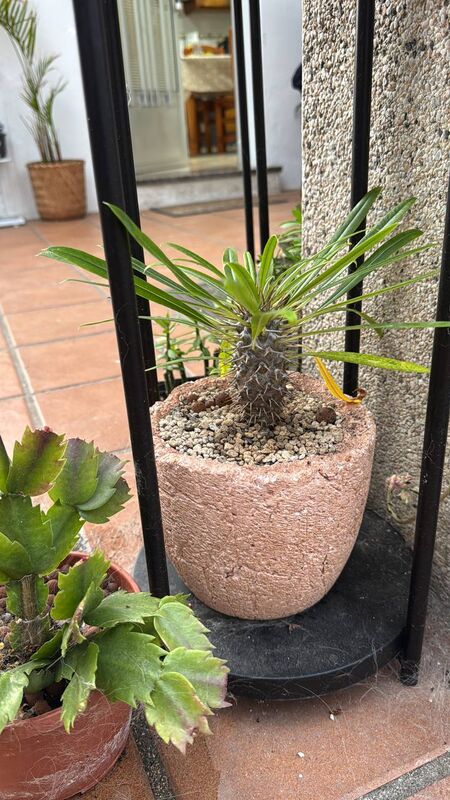 Palmera de Madagascar