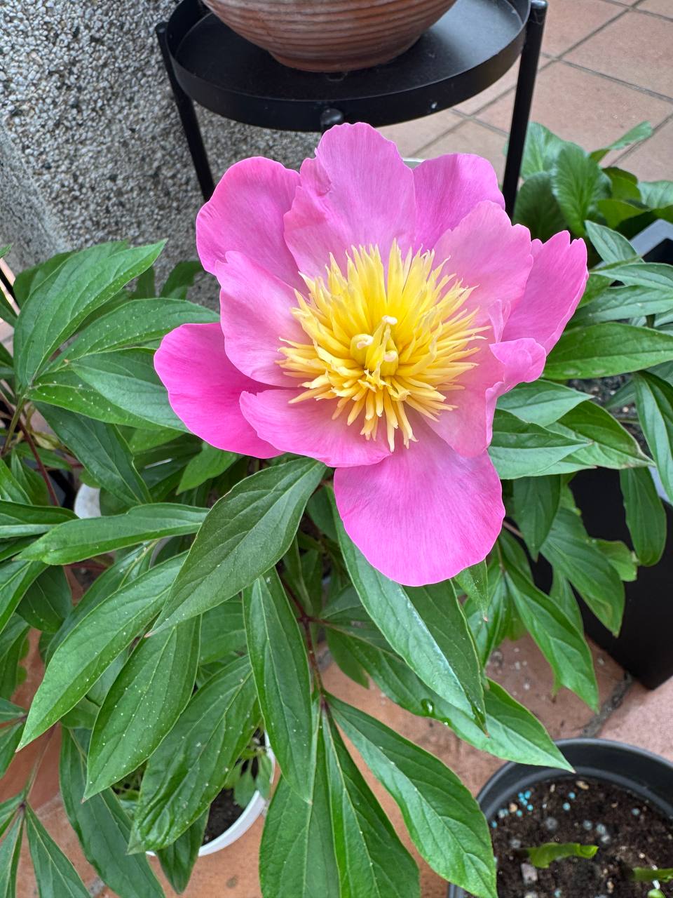 Peonía Longlife M21 en flor, rosa con centro amarillo