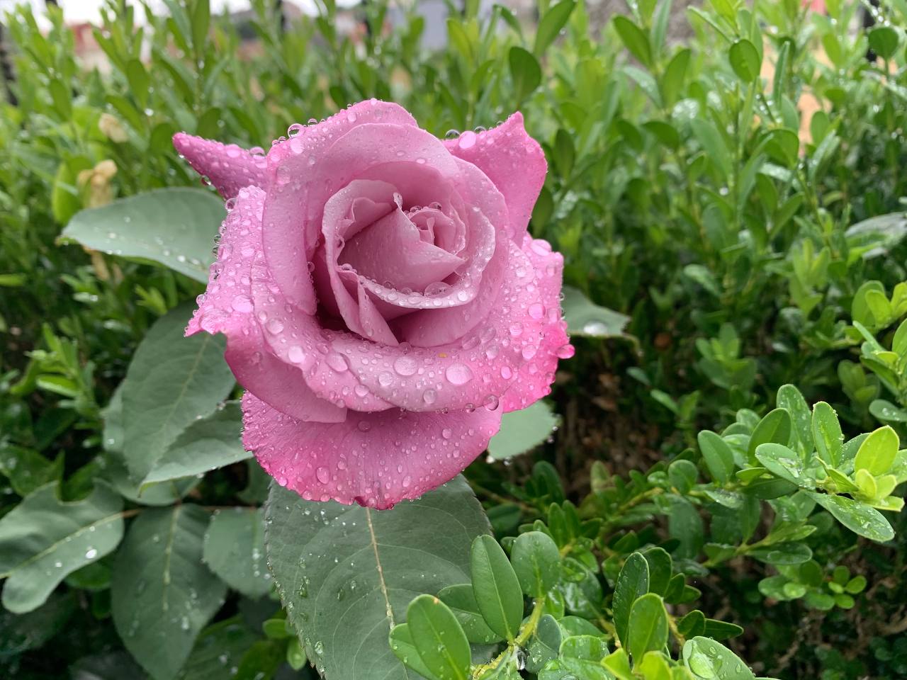 Rosa azul