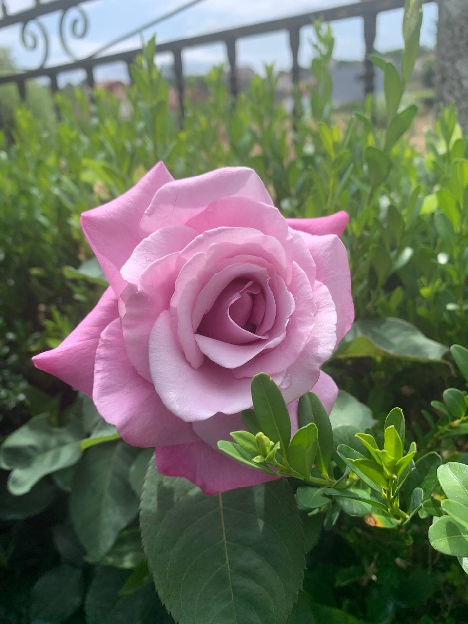 Rosa azul abierta