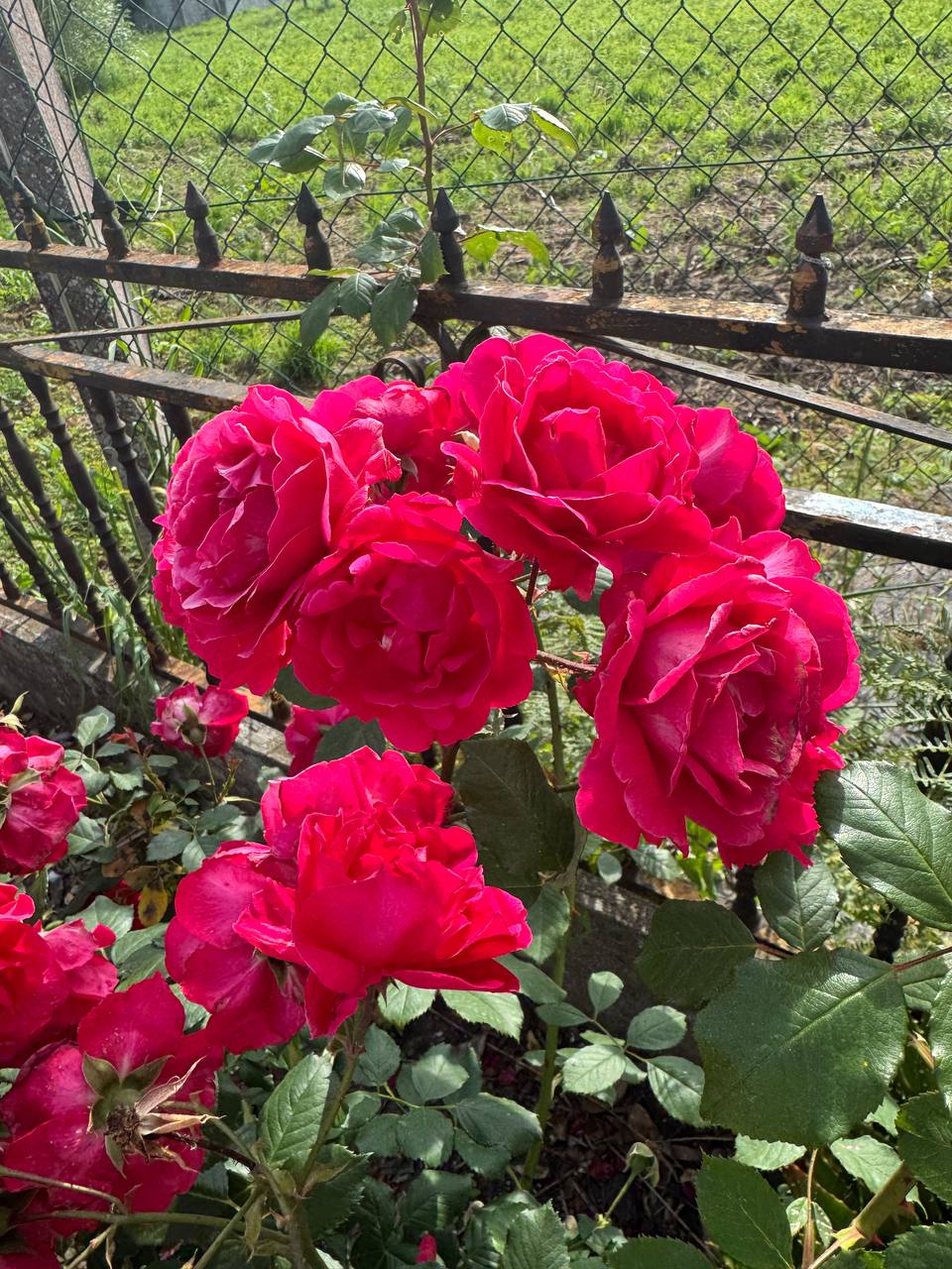 Rosal clásico gallego