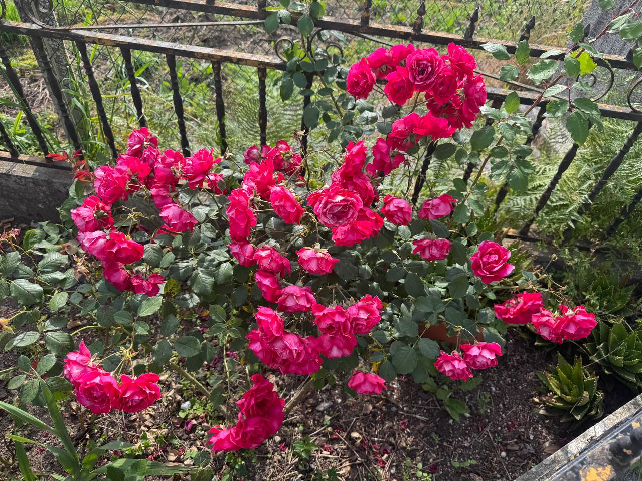 Rosal clásico detalle flor